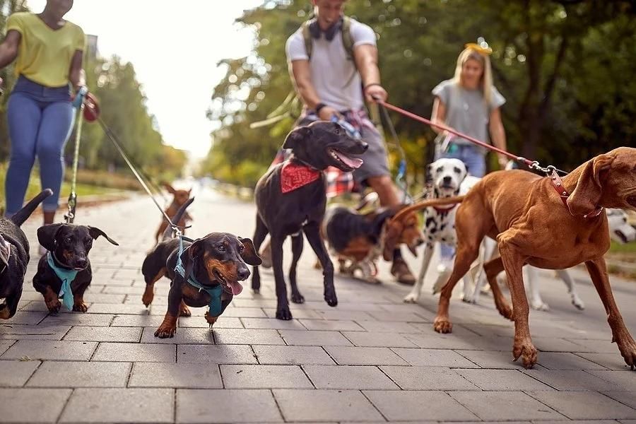 Dog walker leading a group of happy dogs along a paved path